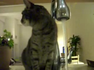 a cat with unconventional thinking drinks water
